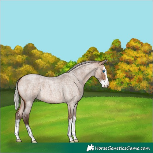 Horse Color:Silver Brown Roan Dun Splash 