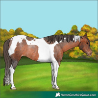 Horse Color:Brown Tobiano Blanket Rabicano