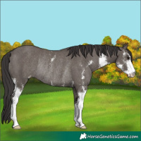 Horse Color:Smoky Grullo Sabino Rabicano 