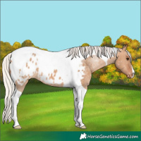 Horse Color:Silver Bay Dun Tobiano Blanket 