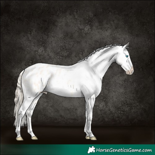 Horse Color:Perlino Dun Appaloosa Rabicano 