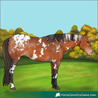 Horse Color:White Spotted Bay Appaloosa 