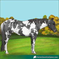 Horse Color:White Spotted Black Varnish 