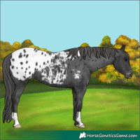 Horse Color:Black Appaloosa 