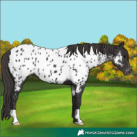 Horse Color:Smoky Black Near Leopard