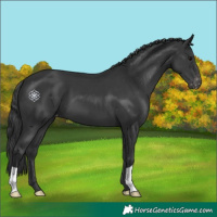 Horse Color:Black Appaloosa 