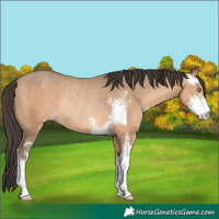 Horse Color:Amber Champagne Sabino Rabicano 