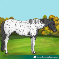 Horse Color:Black Tobiano Appaloosa Rabicano 