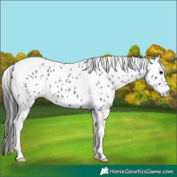 Horse Color:Black Tobiano Appaloosa 