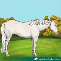 Horse Color:Silver Smoky Creme Dun Rabicano