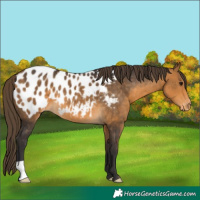 Horse Color:Buckskin Appaloosa 