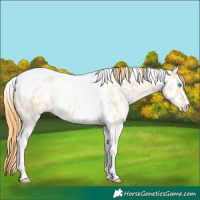 Horse Color:Buckskin Pearl Dun Tobiano Appaloosa Rabicano 