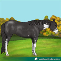 Horse Color:Smoky Black Sabino 