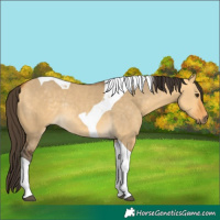 Horse Color:Buckskin Dun Tobiano Rabicano 