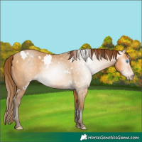 Horse Color:Gray White Spotted Buckskin Pearl 