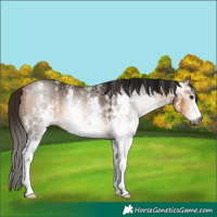 Horse Color:Gray White Spotted Buckskin Rabicano