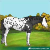 Horse Color:Black Splash Blanket Rabicano 