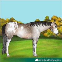 Horse Color:Gray Brown Dun Sabino Appaloosa