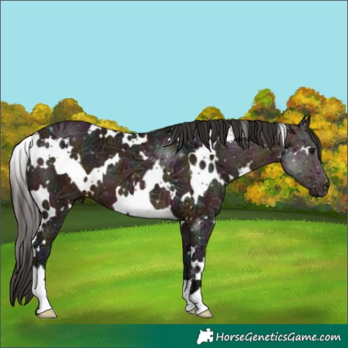 Horse Color:White Spotted Midnight Brown Ice 