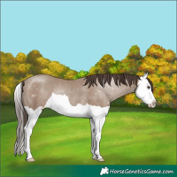 Horse Color:Classic Champagne Splash Rabicano 