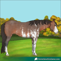 Horse Color:Bay Sabino 