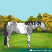 Horse Color:Black Tobiano 
