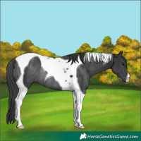 Horse Color:Black Tobiano Rabicano 