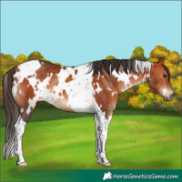 Horse Color:White Spotted Bay Tobiano