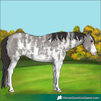Horse Color:Smoky Grullo Sabino 
