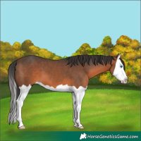 Horse Color:Brown Splash 