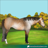 Horse Color:Gray Buckskin 