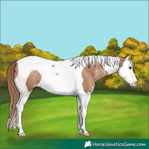 Horse Color:Black Pearl Sabino Splash Tobiano Rabicano 
