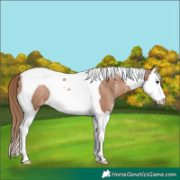 Horse Color:Black Pearl Sabino Splash Tobiano Rabicano 
