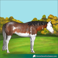 Horse Color:Bay Sabino Splash Rabicano 