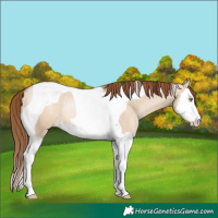 Horse Color:Brown Pearl Dun Splash Tobiano Rabicano