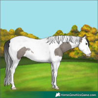 Horse Color:Grullo Splash Tobiano Rabicano