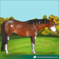 Horse Color:Bay Sabino 