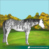 Horse Color:Black Sabino Splash 