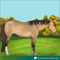 Horse Color:Buckskin Dun 
