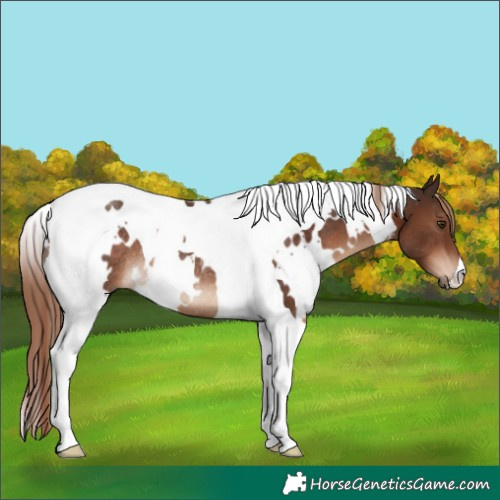 Horse Color:White Spotted Liver Chestnut Tobiano Rabicano