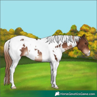 Horse Color:White Spotted Liver Chestnut Tobiano Rabicano