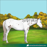 Horse Color:White Spotted Liver Chestnut Splash Tobiano Appaloosa 