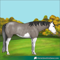 Horse Color:Grullo Splash Rabicano 
