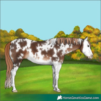 Horse Color:White Spotted Liver Chestnut Splash 