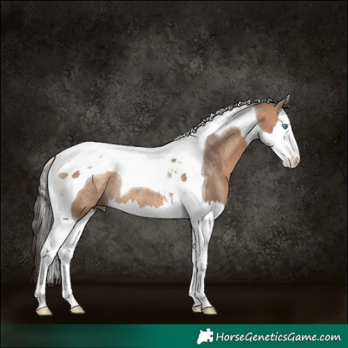 Horse Color:Bay Dun Splash Tobiano Rabicano 