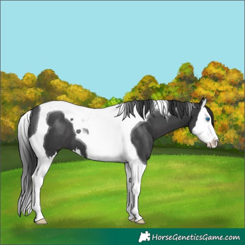 Horse Color:Black Splash Tobiano