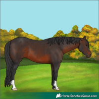 Horse Color:Brown 