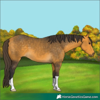 Horse Color:Buckskin 