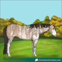 Horse Color:Bay Dun Sabino