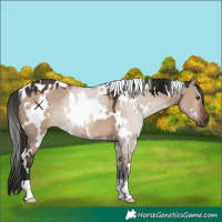 Horse Color:White Spotted Liver Red Dun 